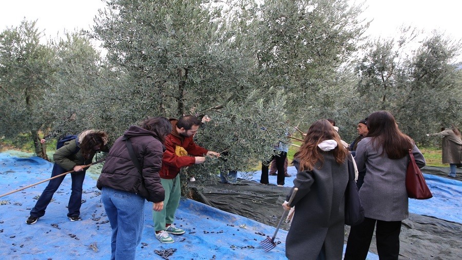 SARICAKAYA'DA GENLER ZEYTN TOPLADI