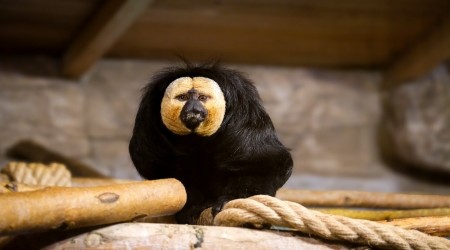 HAYVANAT BAH�ES�NE YEN� SAK�NLER GELD�