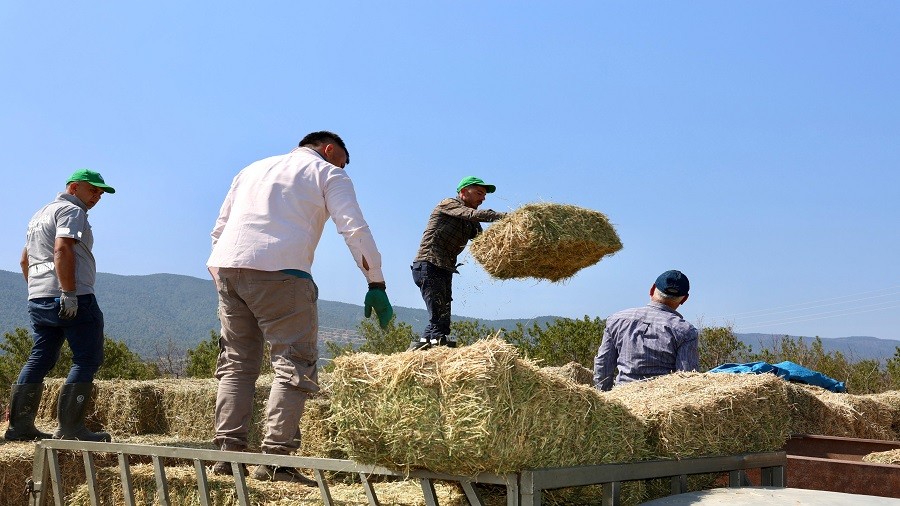 HAYVAN RETCLERNE BALYA DESTE